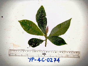  ( - YAWPLANTCR328)  @11 [ ] CreativeCommons - Attribution Non-Commercial Share-Alike (2016) C. Redmond Czech Academy of Sciences