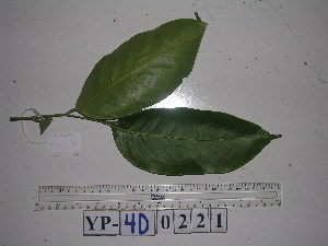  (Lithocarpus celebicus - YAWPLANTCR343)  @11 [ ] CreativeCommons - Attribution Non-Commercial Share-Alike (2016) C. Redmond Czech Academy of Sciences