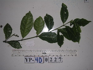  (Steganthera ilicifolia - YAWPLANTCR345)  @11 [ ] CreativeCommons - Attribution Non-Commercial Share-Alike (2016) C. Redmond Czech Academy of Sciences