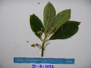  ( - YAWPLANTCR374)  @11 [ ] CreativeCommons - Attribution Non-Commercial Share-Alike (2016) C. Redmond Czech Academy of Sciences