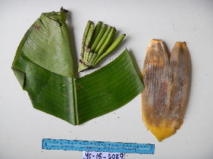  (Musa peekelii - YAWPLANTCR373)  @11 [ ] CreativeCommons - Attribution Non-Commercial Share-Alike (2016) C. Redmond Czech Academy of Sciences