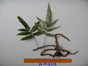  (Scyphularia dorsalis - YAWPLANTCR387)  @11 [ ] CreativeCommons - Attribution Non-Commercial Share-Alike (2016) C. Redmond Czech Academy of Sciences