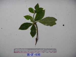  ( - YAWPLANTCR406)  @11 [ ] CreativeCommons - Attribution Non-Commercial Share-Alike (2016) C. Redmond Czech Academy of Sciences