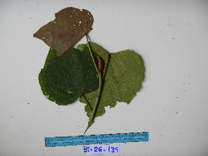  (Macaranga strigosa - YAWPLANTCR408)  @11 [ ] CreativeCommons - Attribution Non-Commercial Share-Alike (2016) C. Redmond Czech Academy of Sciences