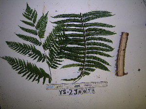  (Cyathea procera - YAWPLANTCR421)  @11 [ ] CreativeCommons - Attribution Non-Commercial Share-Alike (2016) C. Redmond Czech Academy of Sciences