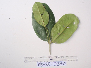  (Syzygium furfuraceum - YAWPLANTCR443)  @11 [ ] CreativeCommons - Attribution Non-Commercial Share-Alike (2016) C. Redmond Czech Academy of Sciences