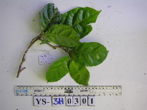  ( - YAWPLANTCR449)  @11 [ ] CreativeCommons - Attribution Non-Commercial Share-Alike (2016) C. Redmond Czech Academy of Sciences