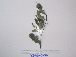  (Steganthera cf. royenii - YAWPLANTCR491)  @11 [ ] CreativeCommons - Attribution Non-Commercial Share-Alike (2016) C. Redmond Czech Academy of Sciences