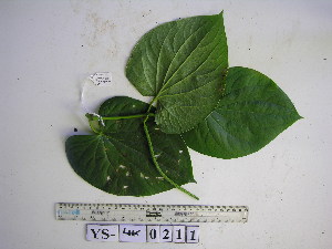  ( - YAWPLANTCR500)  @11 [ ] CreativeCommons - Attribution Non-Commercial Share-Alike (2016) C. Redmond Czech Academy of Sciences