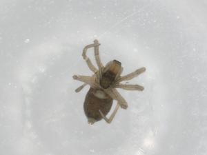  ( - BIOUG90612-B04)  @11 [ ] CreativeCommons - Attribution (2022) Centre for Biodiversity Genomics Centre for Biodiversity Genomics