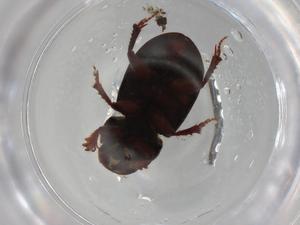  ( - BIOUG96022-H11)  @11 [ ] CreativeCommons - Attribution (2023) Centre for Biodiversity Genomics Centre for Biodiversity Genomics