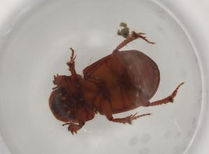  ( - BIOUG96023-A08)  @11 [ ] CreativeCommons - Attribution (2023) Centre for Biodiversity Genomics Centre for Biodiversity Genomics