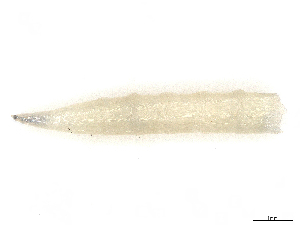  ( - CBG-A10837-C10)  @11 [ ] CreativeCommons - Attribution Share - Alike (2023) CBG Photography Group Centre for Biodiversity Genomics