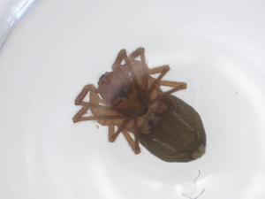  ( - CBG-A11432-B06)  @11 [ ] CreativeCommons - Attribution Share - Alike (2023) Centre for Biodiversity Genomics Centre for Biodiversity Genomics