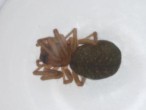  ( - CBG-A11432-B11)  @11 [ ] CreativeCommons - Attribution Share - Alike (2023) Centre for Biodiversity Genomics Centre for Biodiversity Genomics