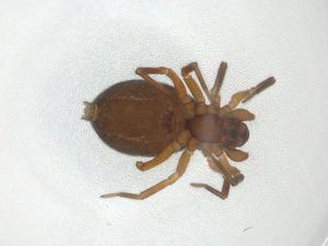  ( - CBG-A11460-A09)  @11 [ ] CreativeCommons - Attribution Share - Alike (2023) Centre for Biodiversity Genomics Centre for Biodiversity Genomics