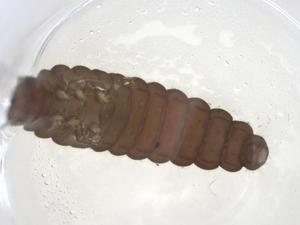  ( - CBG-A11471-C01)  @11 [ ] CreativeCommons - Attribution Share - Alike (2023) Centre for Biodiversity Genomics Centre for Biodiversity Genomics