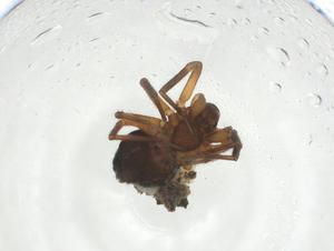  ( - CBG-A11480-B02)  @11 [ ] CreativeCommons - Attribution Share - Alike (2023) Centre for Biodiversity Genomics Centre for Biodiversity Genomics