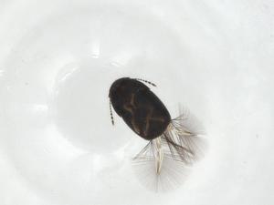  ( - CBG-A11483-B10)  @11 [ ] CreativeCommons - Attribution Share - Alike (2023) Centre for Biodiversity Genomics Centre for Biodiversity Genomics
