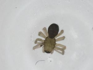  ( - CBG-A24603-F09)  @11 [ ] CreativeCommons - Attribution Share - Alike (2024) Centre for Biodiversity Genomics Centre for Biodiversity Genomics