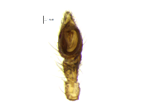  ( - CBG-A11444-D09)  @11 [ ] CreativeCommons - Attribution Share-Alike (2024) Unspecified Centre for Biodiversity Genomics