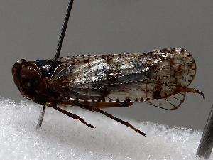  ( - BIOUG56879-G11)  @11 [ ] CreativeCommons - Attribution (2021) CBG Photography Group Centre for Biodiversity Genomics