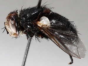 ( - BIOUG56881-D10)  @11 [ ] CreativeCommons - Attribution (2021) CBG Photography Group Centre for Biodiversity Genomics