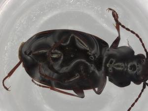  (Bembidion scudderi - BIOUG73606-F03)  @11 [ ] CreativeCommons - Attribution (2021) Centre for Biodiversity Genomics Centre for Biodiversity Genomics