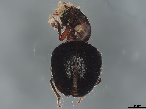  ( - BIOUG75301-A01)  @11 [ ] CreativeCommons - Attribution (2022) CBG Photography Group Centre for Biodiversity Genomics
