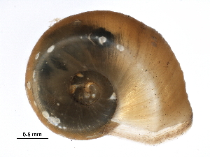  ( - 160961099-R1-Helisoma anceps)  @11 [ ] CreativeCommons - Attribution  CBG Photography Group Unspecified