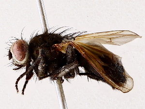  ( - BIOUG73614-G11)  @11 [ ] CreativeCommons - Attribution (2022) CBG Photography Group Centre for Biodiversity Genomics