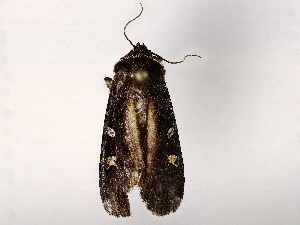  ( - BIOUG73660-C07)  @11 [ ] CreativeCommons - Attribution (2022) CBG Photography Group Centre for Biodiversity Genomics