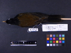  ( - 1995-0219)  @13 [ ] Copyright (2011) Takema  Saitoh Yamashina Institute for Ornithology