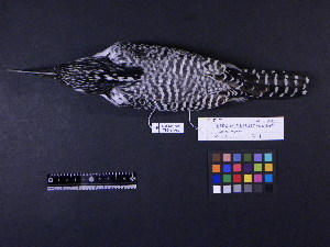  ( - 1998-0020)  @13 [ ] Copyright (2011) Takema  Saitoh Yamashina Institute for Ornithology