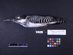  ( - 1998-0020)  @13 [ ] Copyright (2011) Takema  Saitoh Yamashina Institute for Ornithology