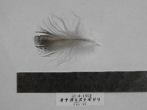  ( - 2014-1009)  @11 [ ] Copyright (2017) Takema  Saitoh Yamashina Institute for Ornithology