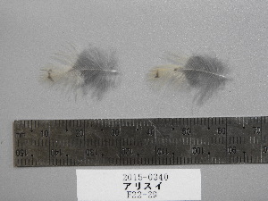  ( - 2015-0340)  @11 [ ] Copyright (2017) Takema  Saitoh Yamashina Institute for Ornithology