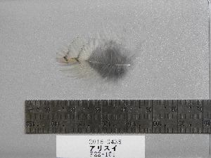  ( - 2016-0438)  @11 [ ] Copyright (2017) Takema  Saitoh Yamashina Institute for Ornithology