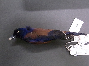  ( - 1997-0172)  @13 [ ] Copyright (2013) Takema  Saitoh Yamashina Institute for Ornithology