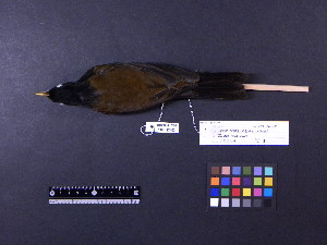  ( - 1995-0219)  @12 [ ] Copyright (2013) Takema  Saitoh Yamashina Institute for Ornithology