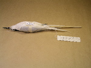  (Sterna sumatrana - 1997-0357)  @11 [ ] Copyright (2013) Takema  Saitoh Yamashina Institute for Ornithology