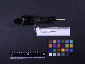  ( - 1995-0192)  @12 [ ] Copyright (2013) Takema  Saitoh Yamashina Institute for Ornithology