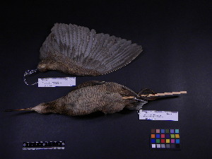  ( - 1995-0608)  @13 [ ] Copyright (2013) Takema  Saitoh Yamashina Institute for Ornithology