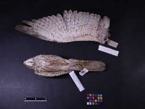  (Butastur indicus - 1995-0679)  @13 [ ] Copyright (2013) Takema  Saitoh Yamashina Institute for Ornithology