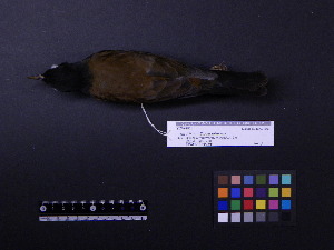  ( - 1997-0320)  @12 [ ] Copyright (2013) Takema  Saitoh Yamashina Institute for Ornithology