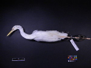  ( - 1999-0217)  @13 [ ] Copyright (2013) Takema  Saitoh Yamashina Institute for Ornithology