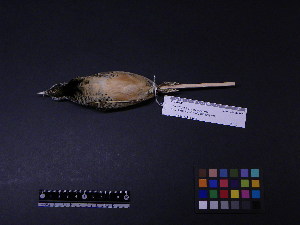  ( - 1999-0294)  @12 [ ] Copyright (2013) Takema  Saitoh Yamashina Institute for Ornithology