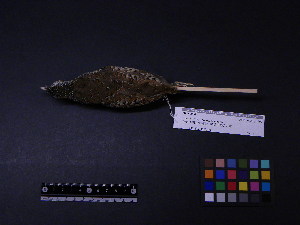  ( - 1999-0294)  @12 [ ] Copyright (2013) Takema  Saitoh Yamashina Institute for Ornithology