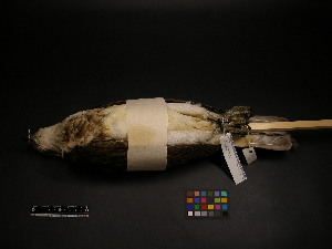  ( - 1999-0341)  @12 [ ] Copyright (2013) Takema  Saitoh Yamashina Institute for Ornithology