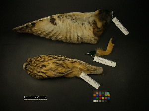  ( - 1999-0353)  @12 [ ] Copyright (2013) Takema  Saitoh Yamashina Institute for Ornithology